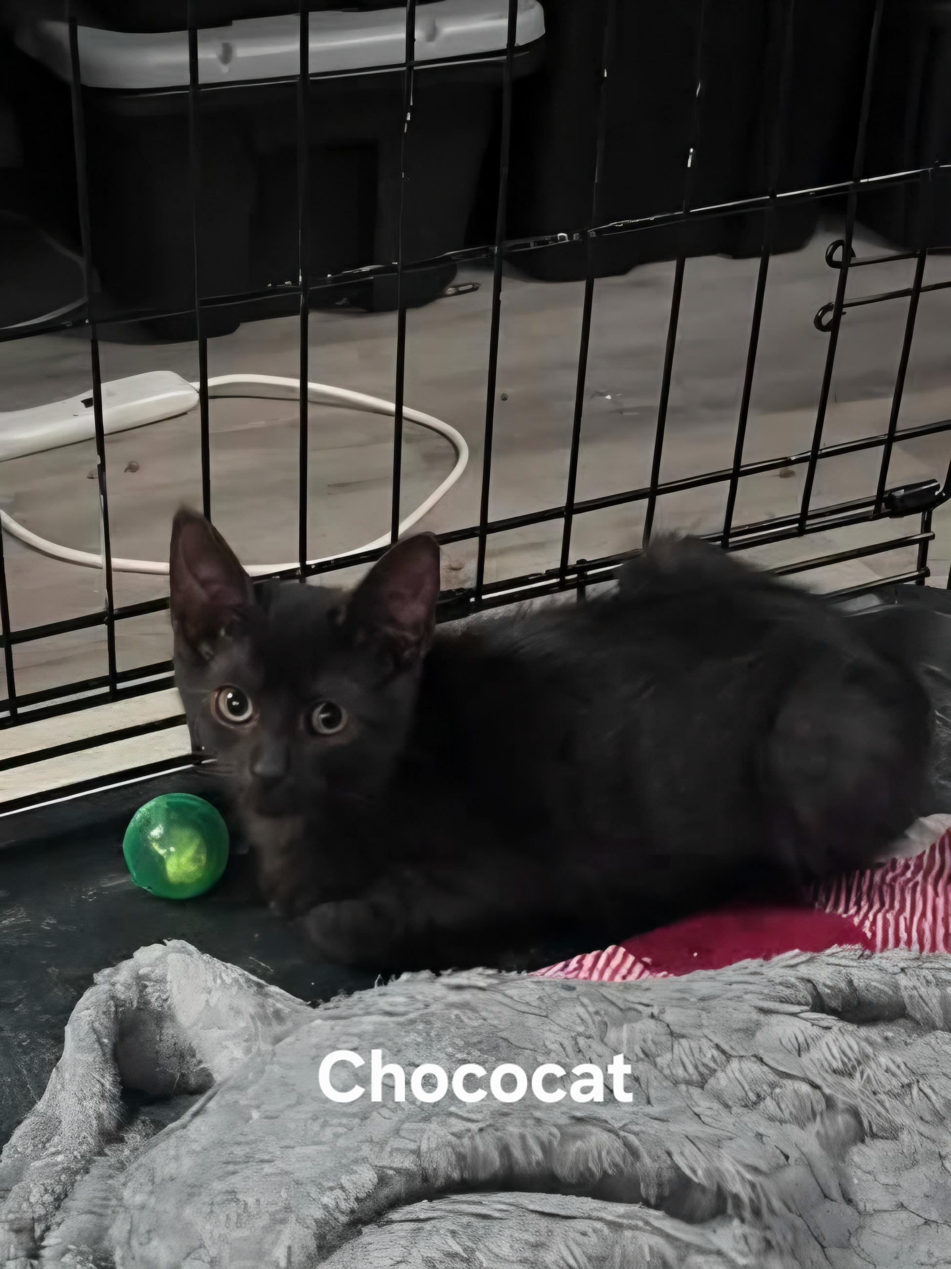 Chococat, Adoptable, Kitten Female Domestic Short Hair.