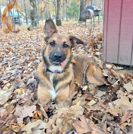 Enlarge Pri - love bug!, an adopted mixed breed in Concord, NH image 6/6