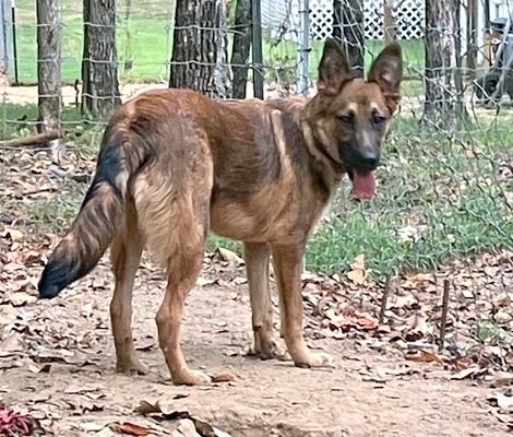 Pri - wants to be your lap dog, a Adoptable German Shepherd Dog in Concord, NH image 1/5