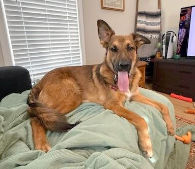 Enlarge Pri - love bug!, an adopted mixed breed in Concord, NH image 3/6