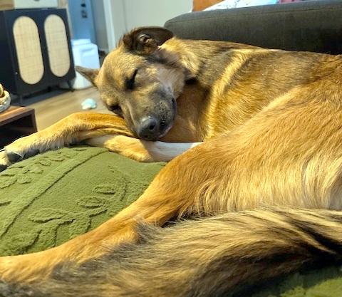 Enlarge Pri - love bug!, an adopted mixed breed in Concord, NH image 4/6