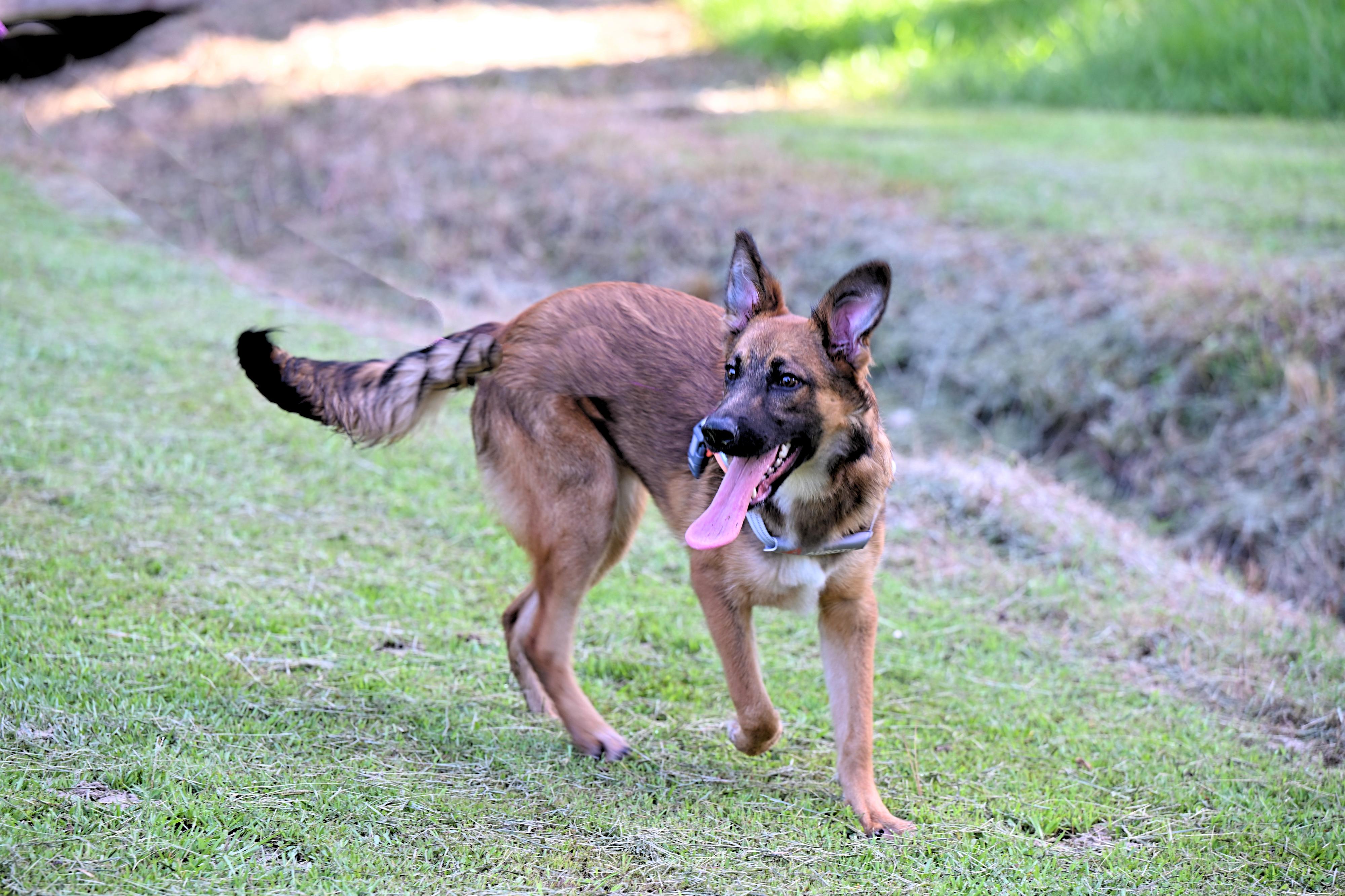 Pri - wants to be your lap dog, a Adoptable German Shepherd Dog in Concord, NH image 2/5