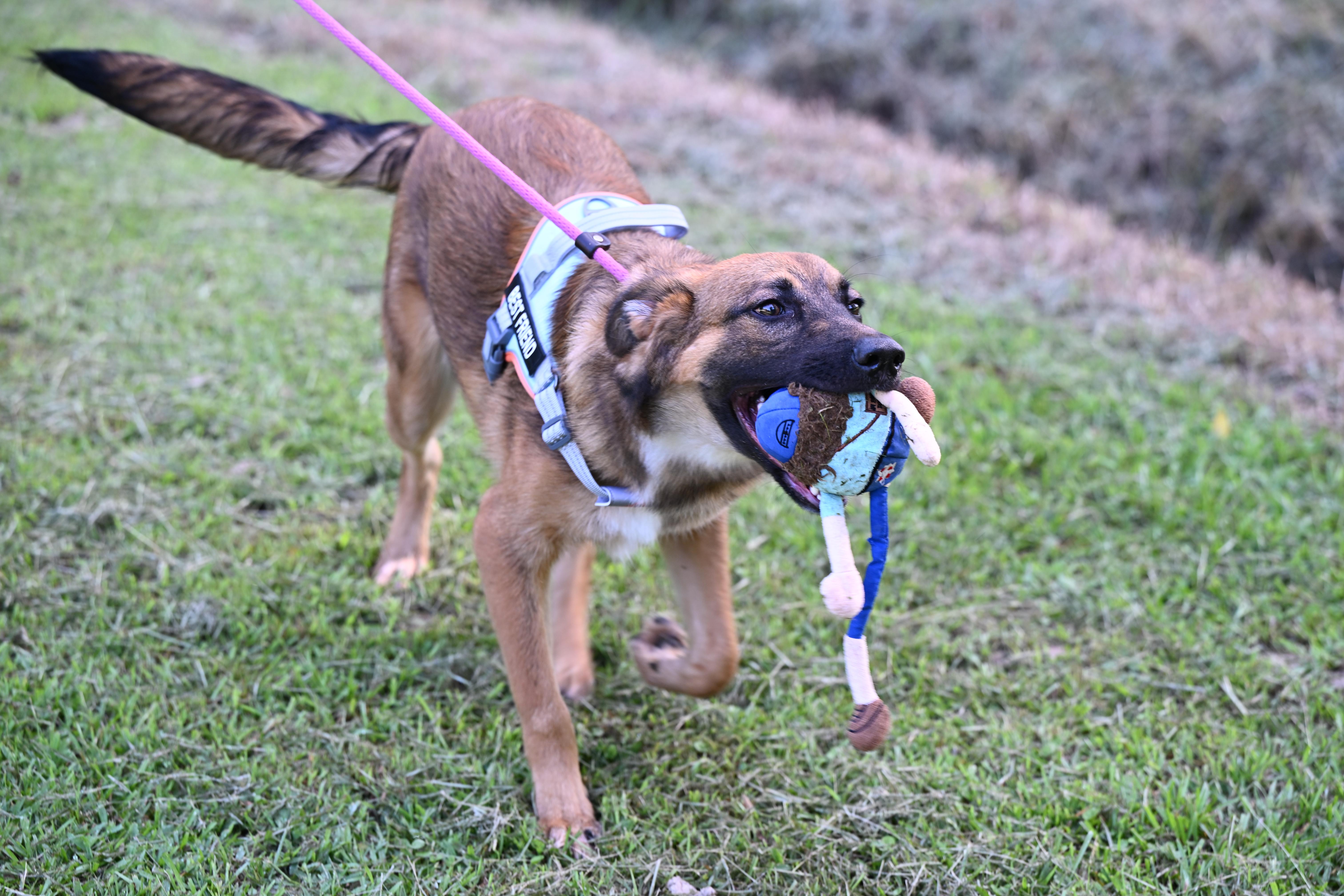Pri - wants to be your lap dog, a Adoptable German Shepherd Dog in Concord, NH image 3/5