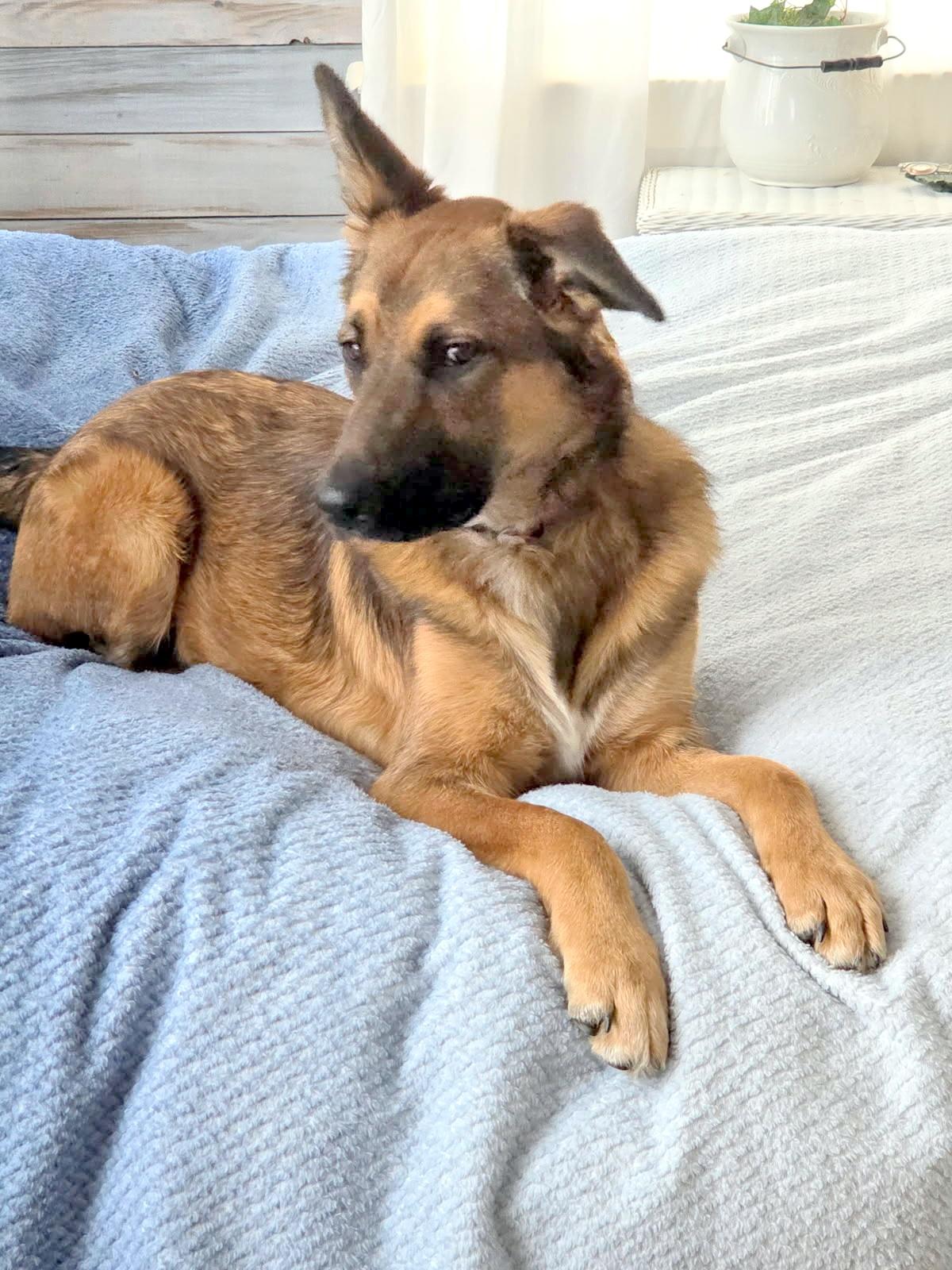 Enlarge Pri - love bug!, an adopted mixed breed in Concord, NH image 5/6