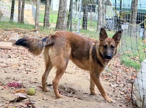 Pri - wants to be your lap dog, a Adoptable German Shepherd Dog in Concord, NH image 4/5