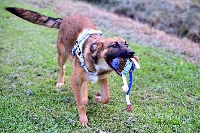 Enlarge Pri - wants to be your lap dog, a Adoptable mixed breed in Franklin, MA image 5/5