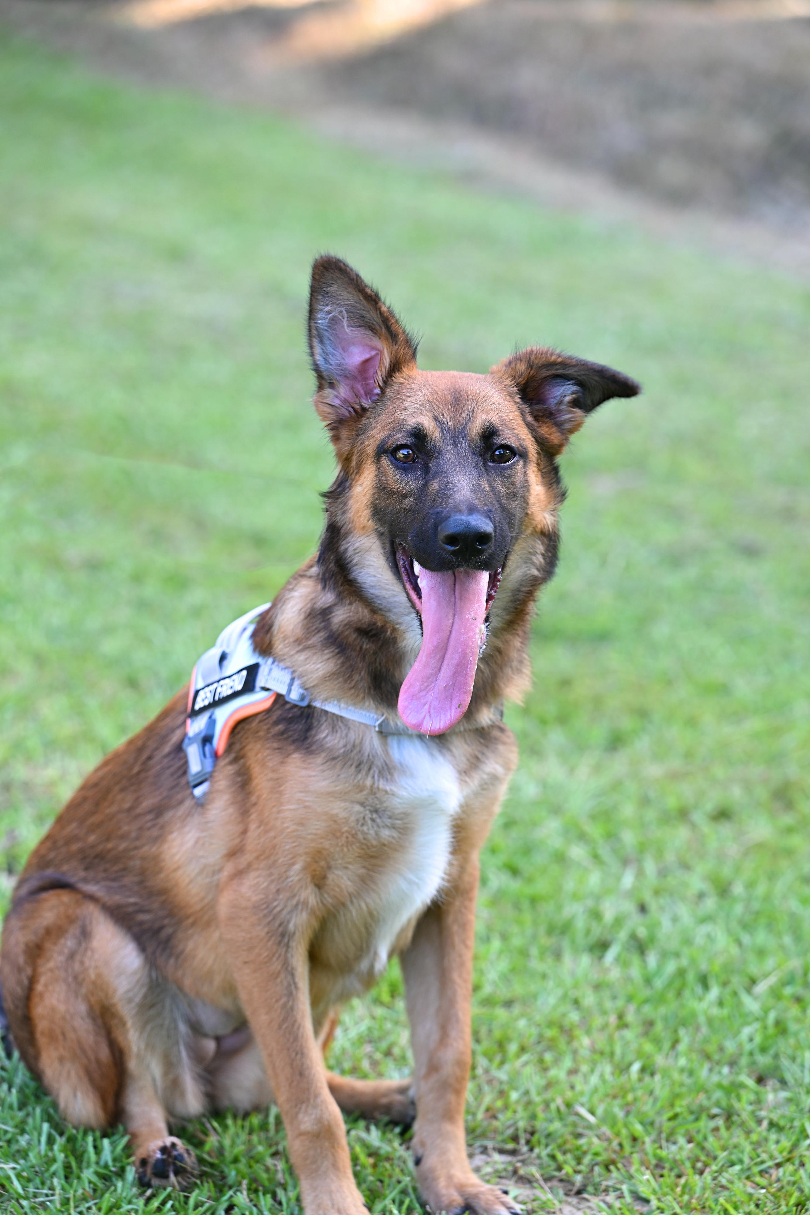 Pri - wants to be your lap dog, a Adoptable German Shepherd Dog in Concord, NH image 5/5