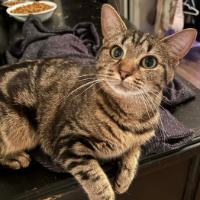 Gotham, Adoptable, Adult Female Domestic Short Hair.