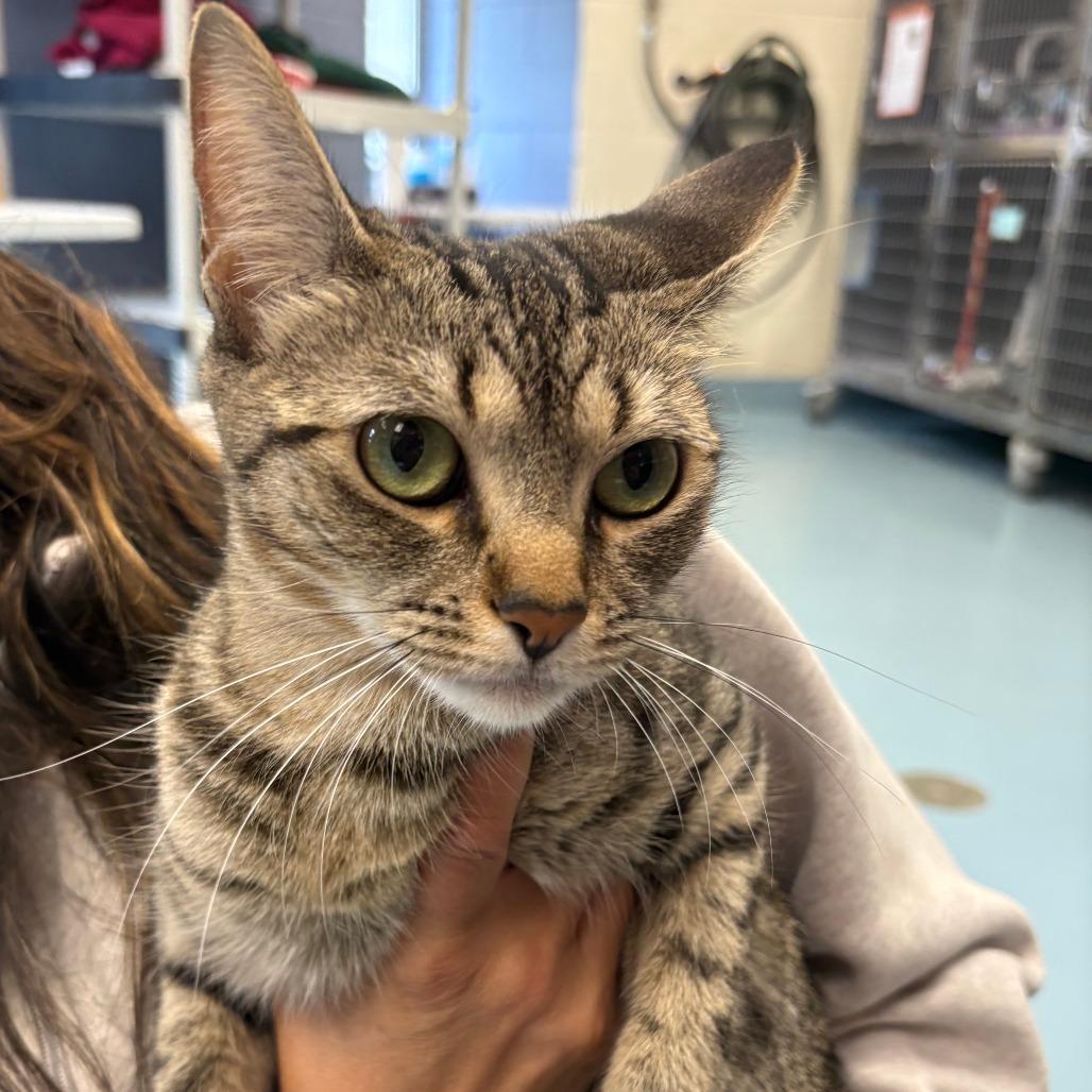 Tiger Lily, Adoptable, Adult Female Domestic Short Hair.