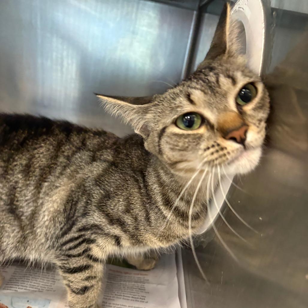 Enlarge Tiger Lily, a Adoptable Domestic Short Hair in Brockton, MA image 2/2