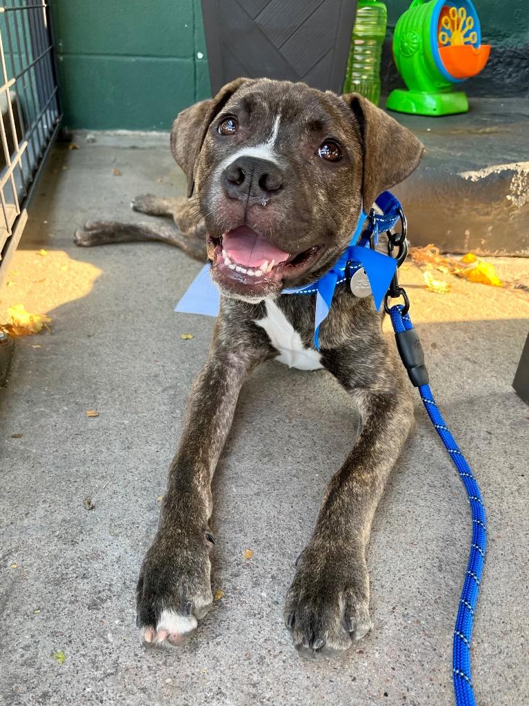 Phillip, Adoptable, Puppy Male Terrier.