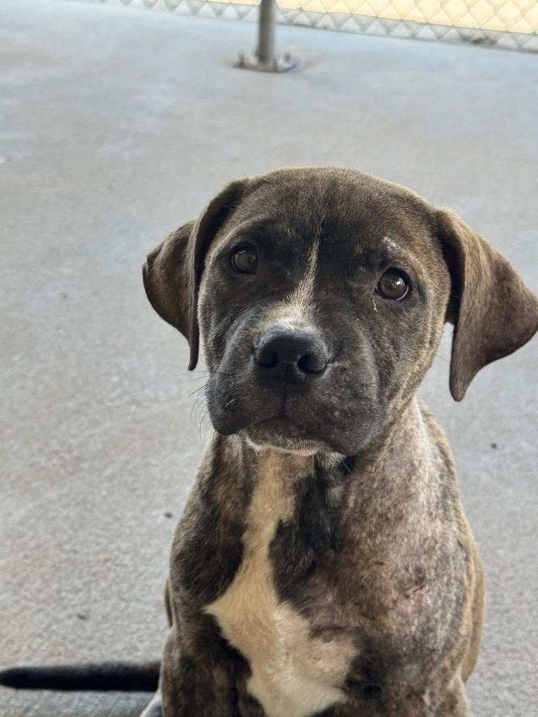 Phillip, a Adoptable Terrier in Tulsa, OK image 5/6