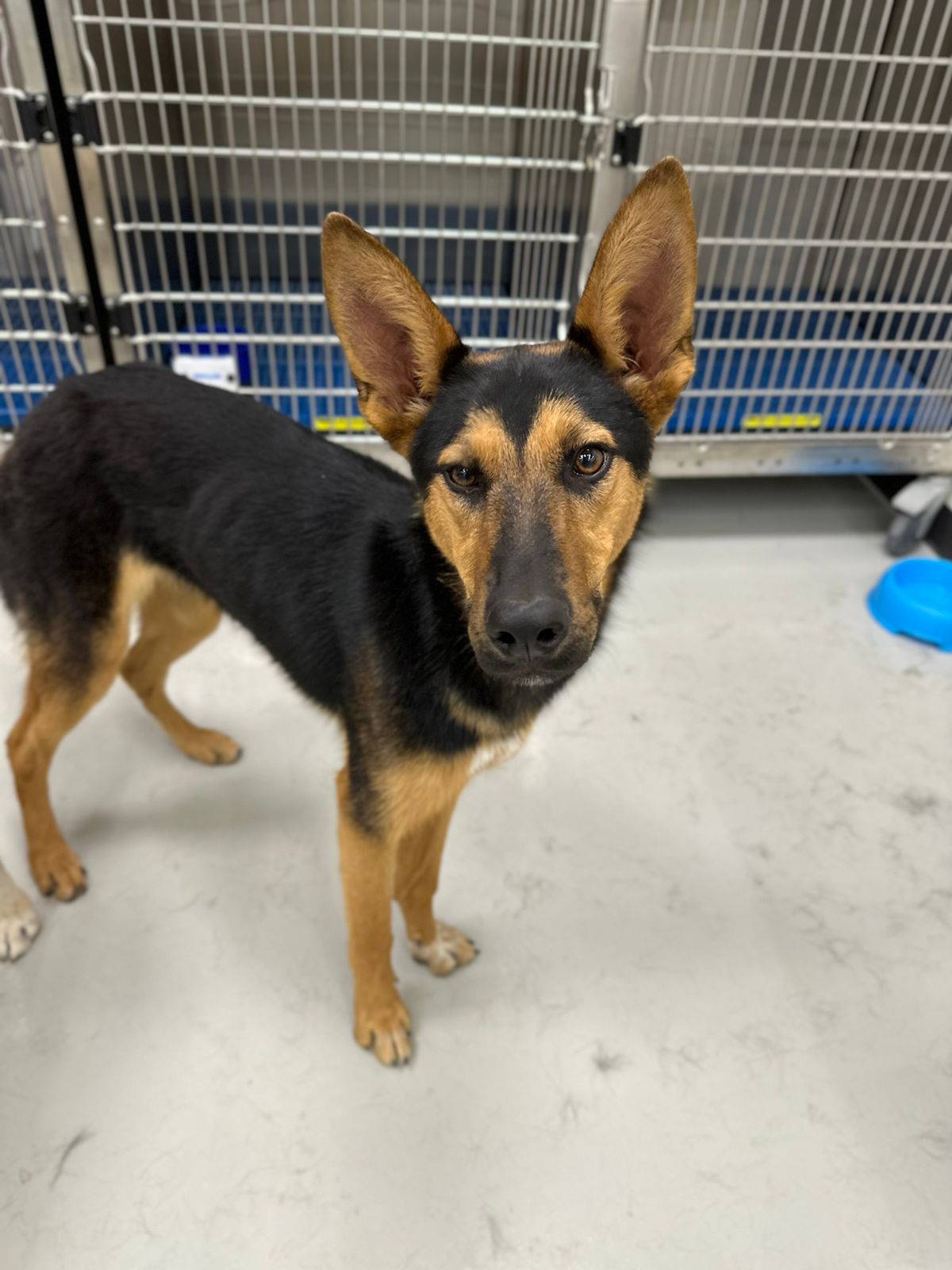 mossa, a Adoptable Mixed Breed in Tijuana, BCN image 2/3