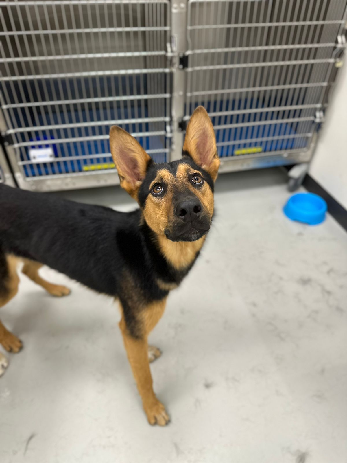 mossa, Adoptable, Young Female Mixed Breed.