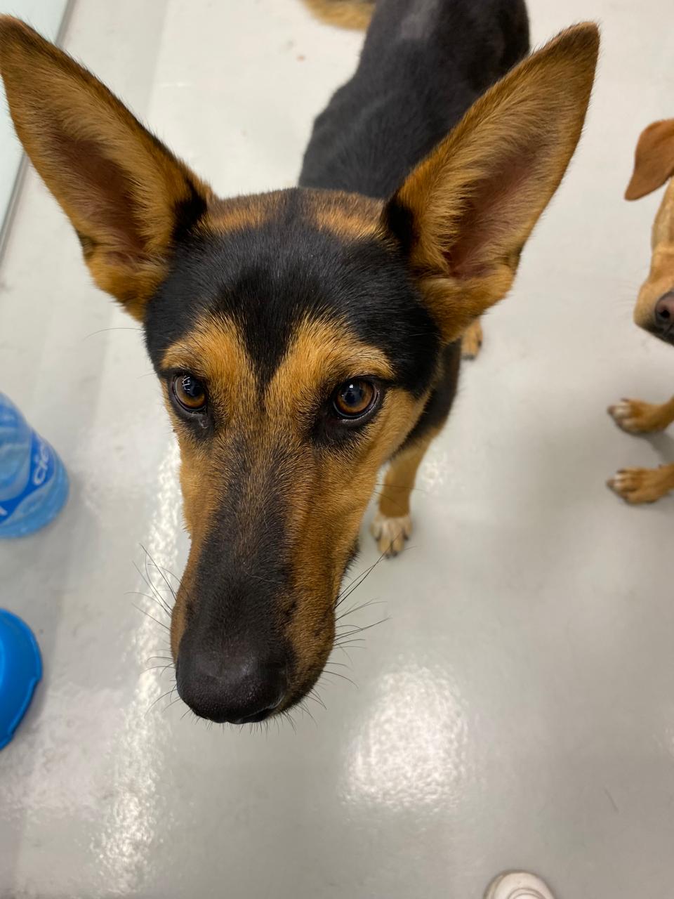 mossa, a Adoptable Mixed Breed in Tijuana, BCN image 3/3