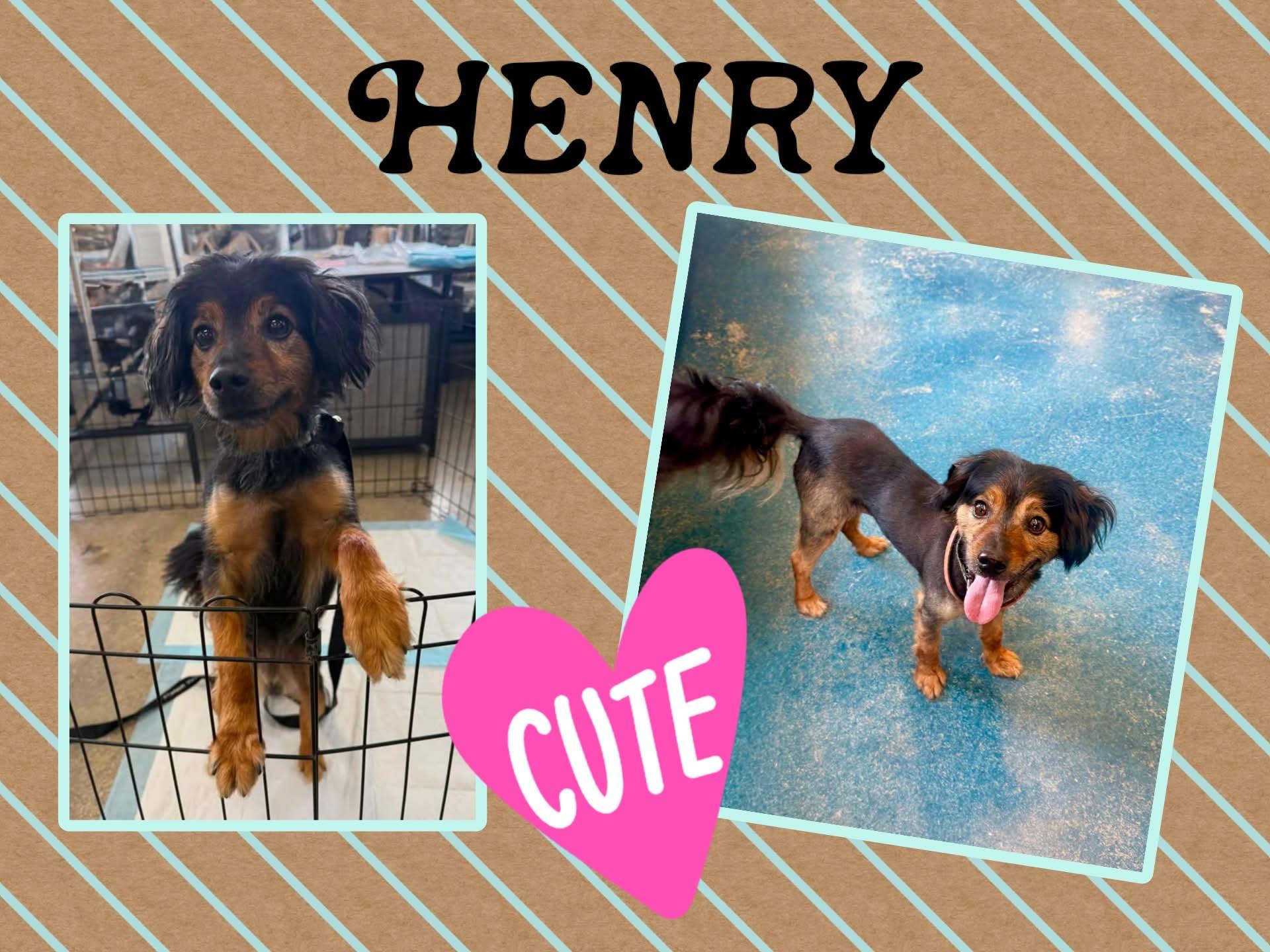 Henry, Adoptable, Young Male Mixed Breed.