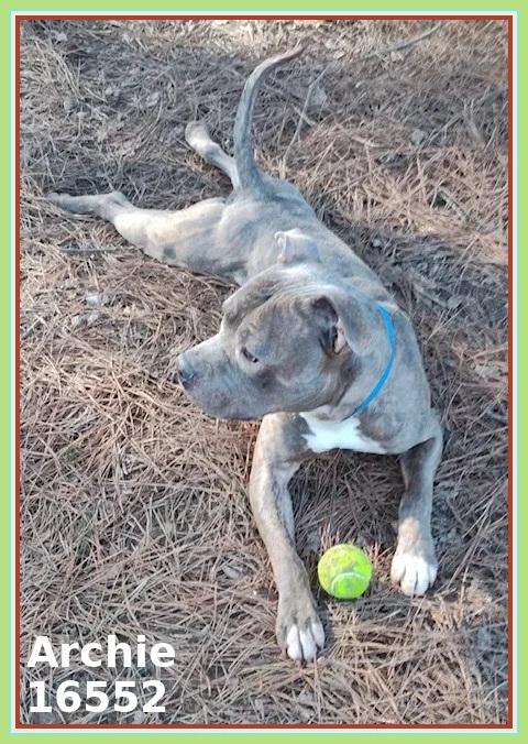 Enlarge ARCHIE, a ADOPTABLE mixed breed in Marietta, GA image 5/6