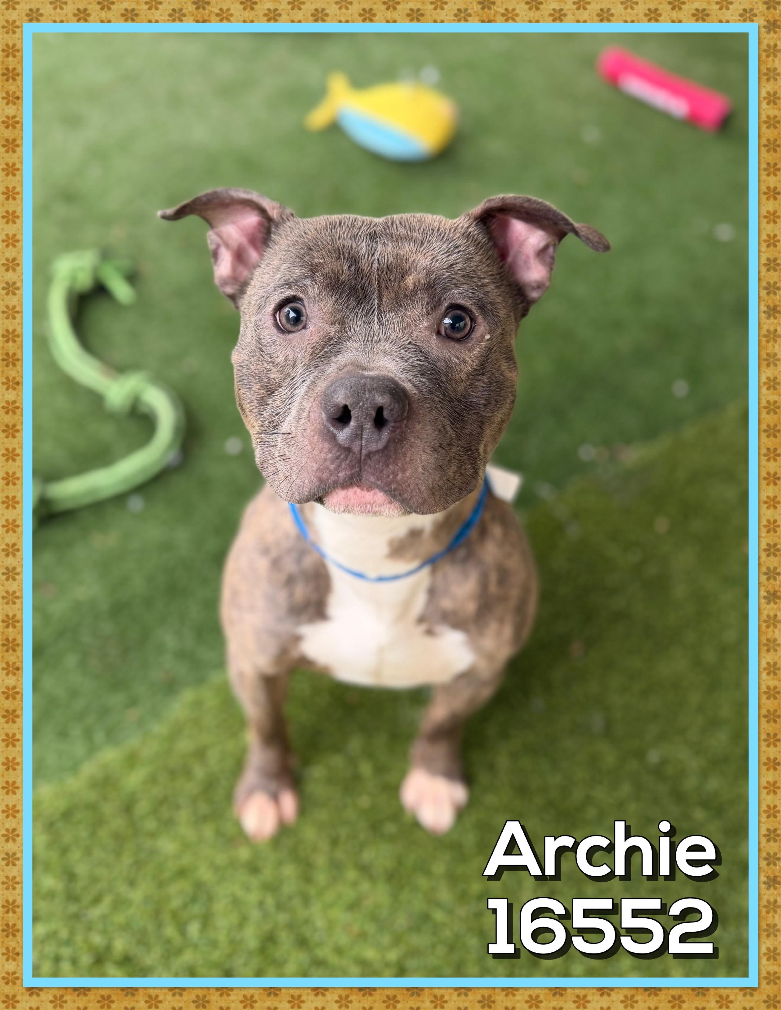 Enlarge ARCHIE, a ADOPTABLE mixed breed in Marietta, GA image 6/6