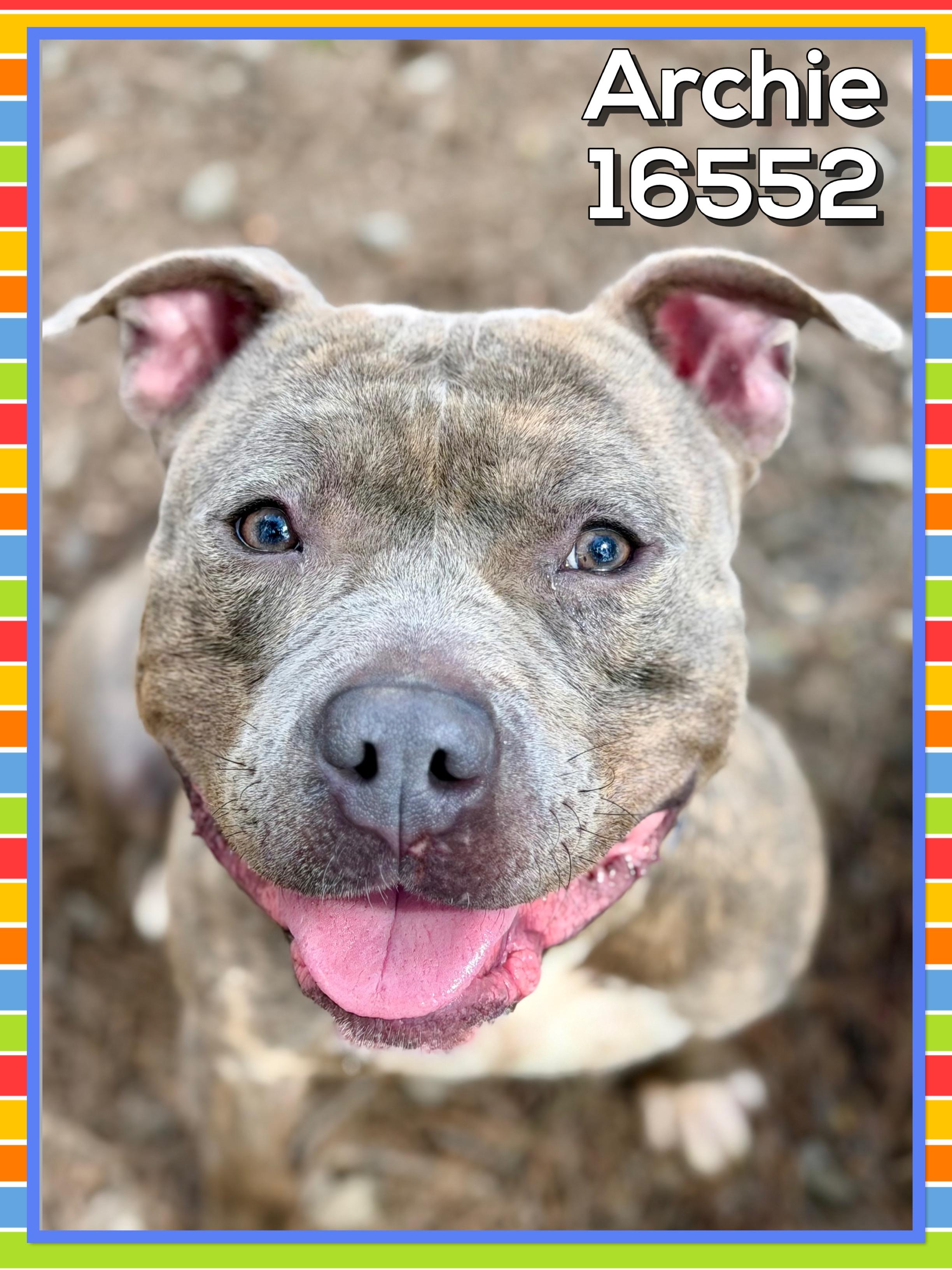 ARCHIE, adoptable, Adult Male Pit Bull Terrier & American Staffordshire Terrier.