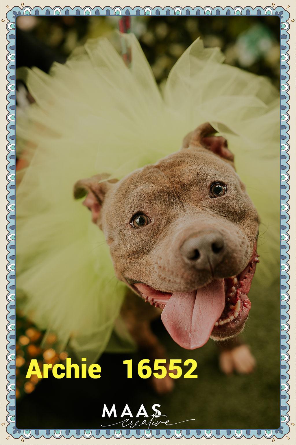 Enlarge ARCHIE, a ADOPTABLE mixed breed in Marietta, GA image 1/6