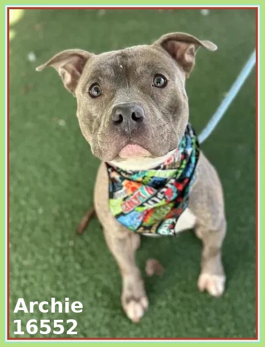 Enlarge ARCHIE, a ADOPTABLE mixed breed in Marietta, GA image 3/6