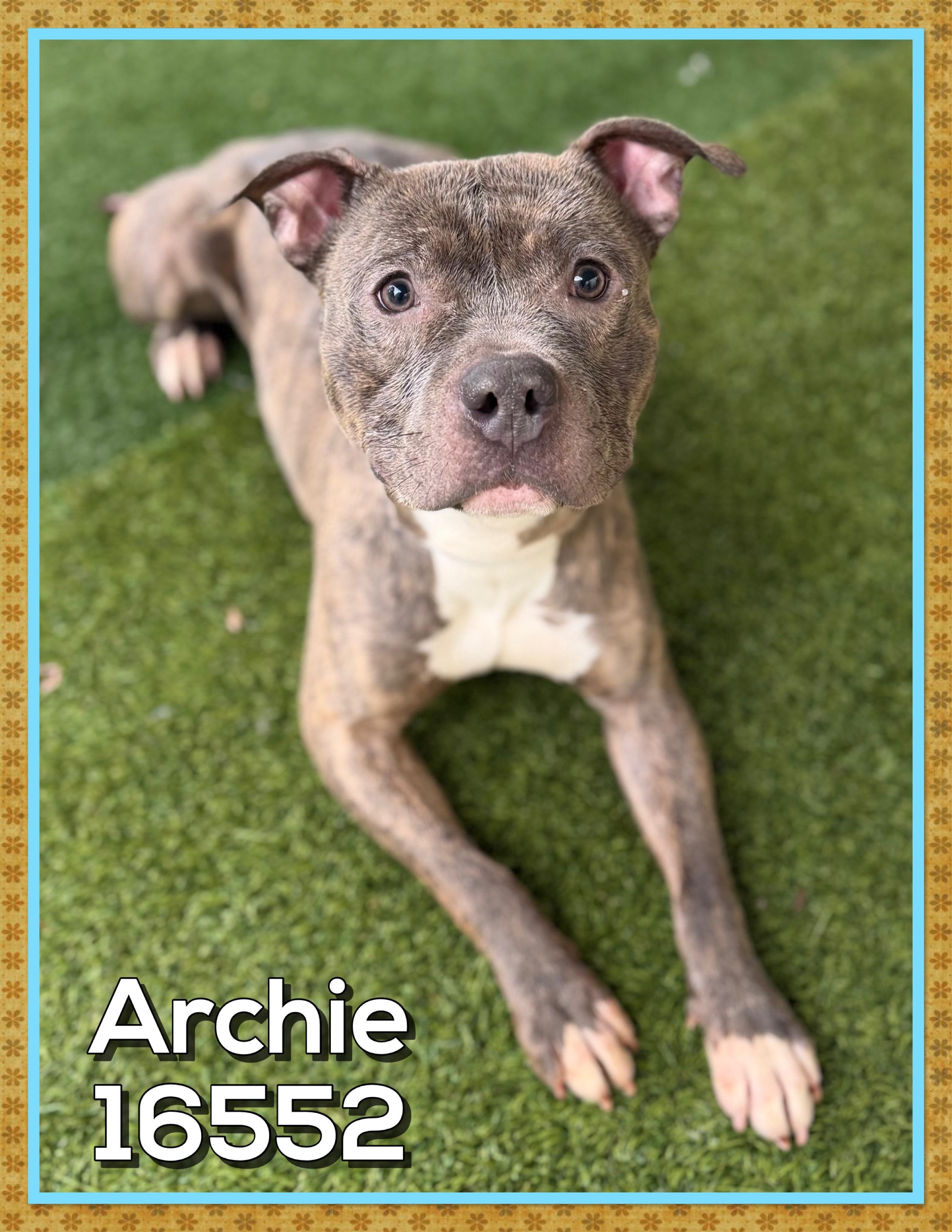 Enlarge ARCHIE, a ADOPTABLE mixed breed in Marietta, GA image 2/6
