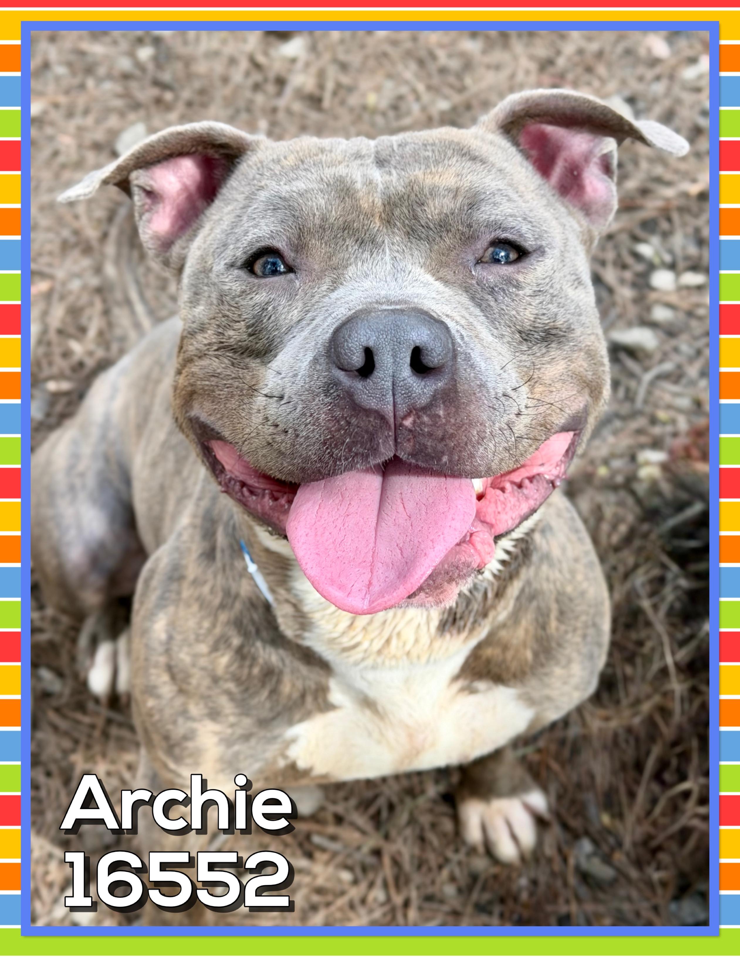 Enlarge ARCHIE, an adoptable mixed breed in Marietta, GA image 5/5