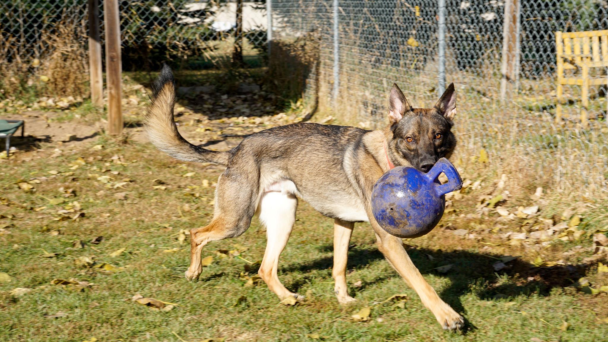 Moose, an adoptable Shepherd in Oconto, WI, 54153 | Photo Image 4
