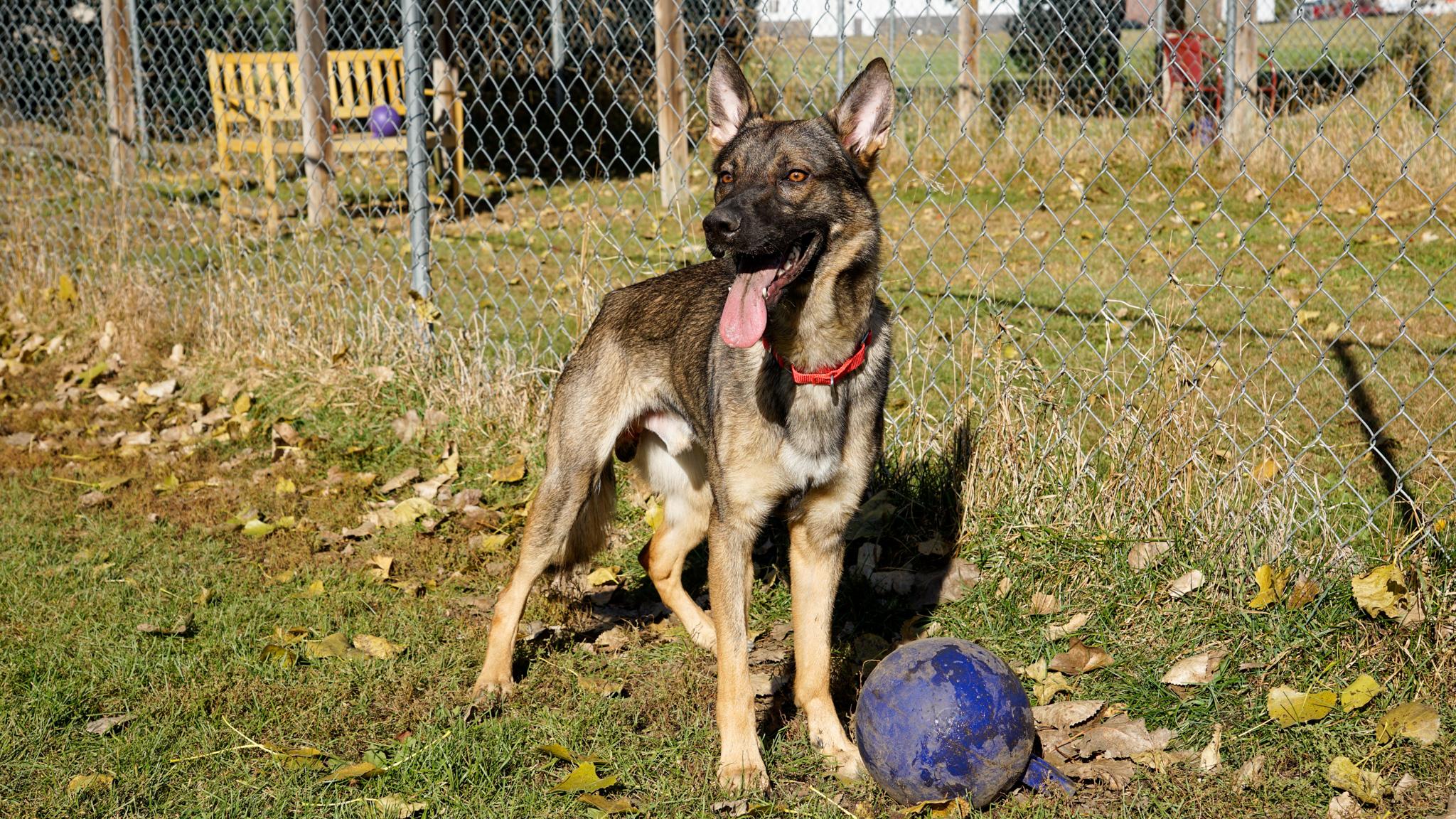 Moose, an adoptable Shepherd in Oconto, WI, 54153 | Photo Image 5
