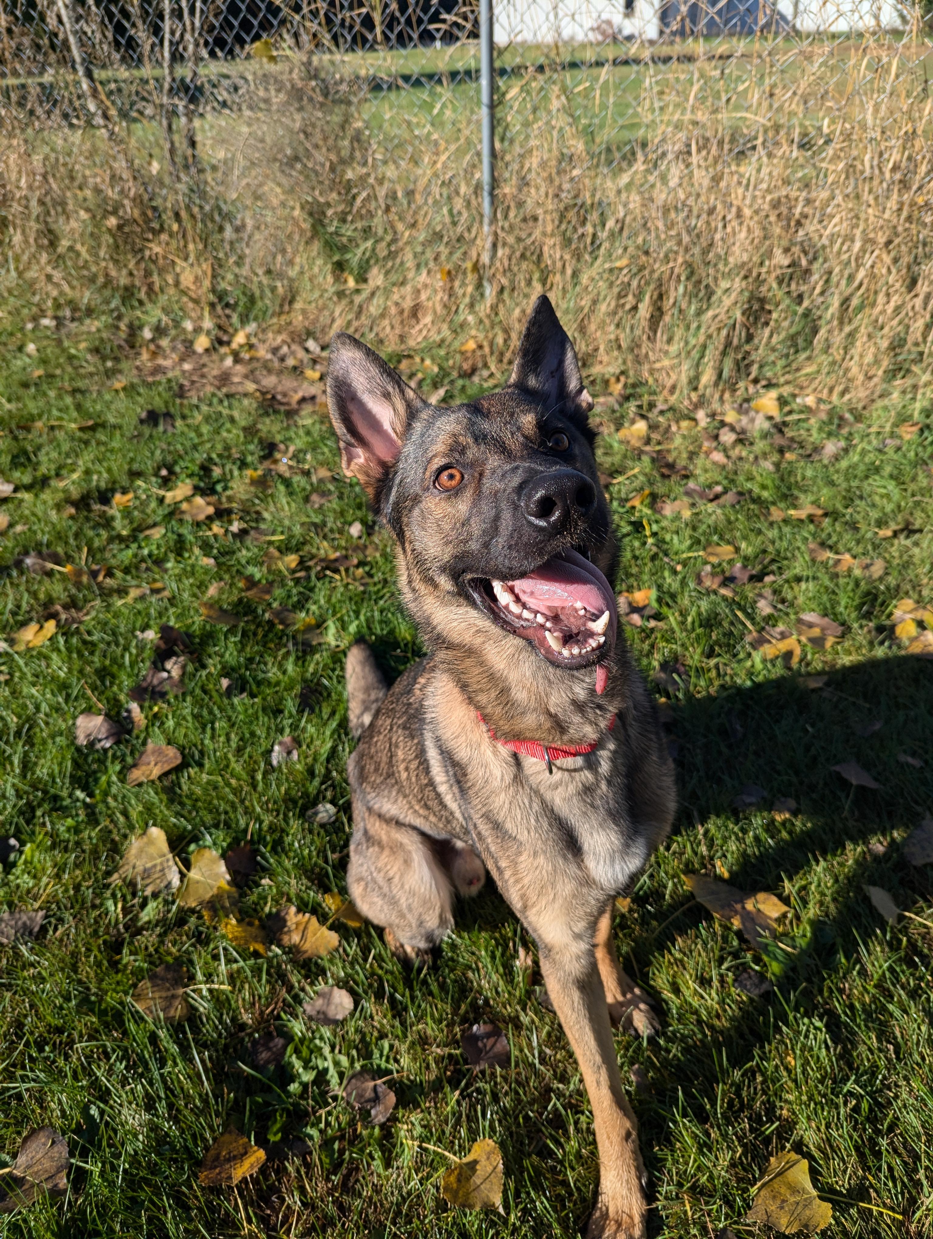 Moose, an adoptable Shepherd in Oconto, WI, 54153 | Photo Image 2