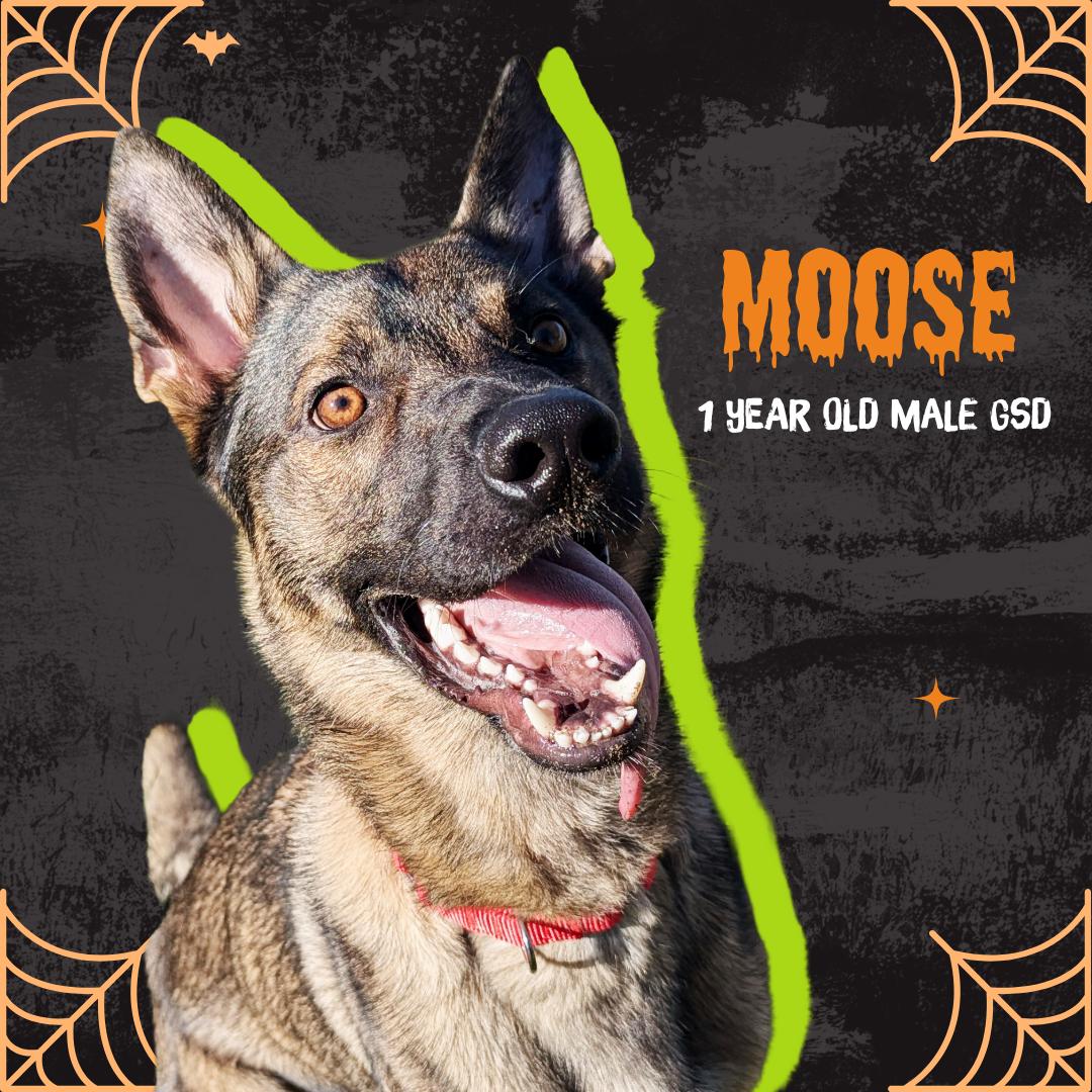 Moose, an adoptable Shepherd in Oconto, WI, 54153 | Photo Image 1