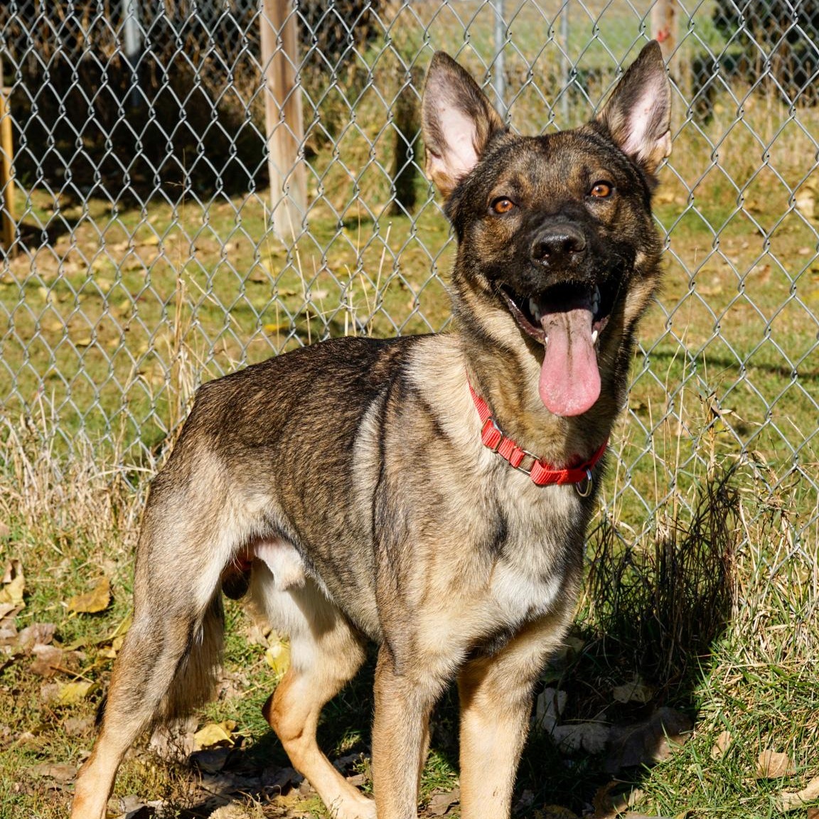Moose, an adoptable Shepherd in Oconto, WI, 54153 | Photo Image 3