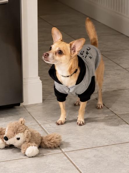 Oscar, Loyal companion, a ADOPTABLE Chihuahua in Milford , NH image 3/4