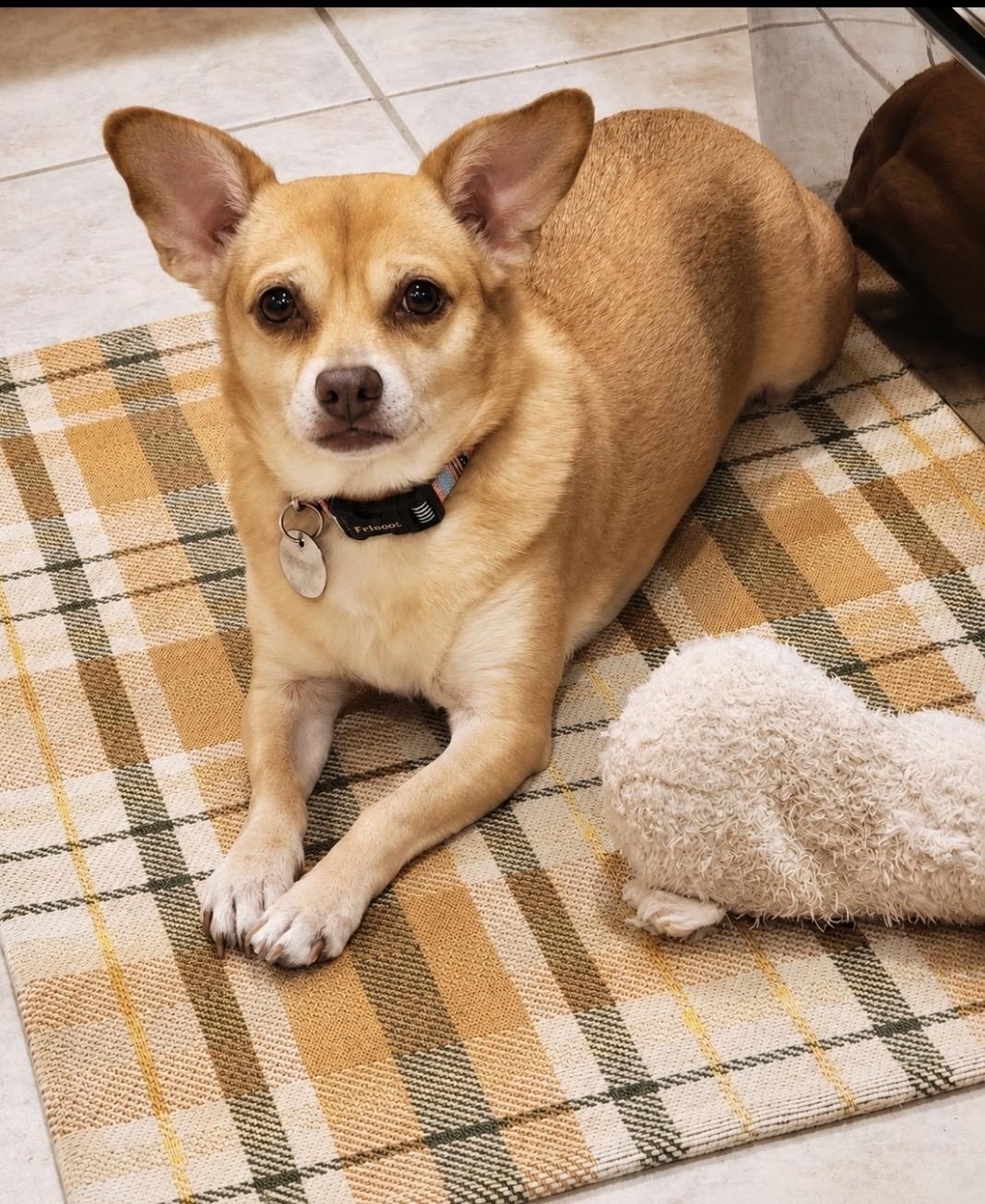 Oscar, Loyal companion, ADOPTABLE, Adult Male Chihuahua.