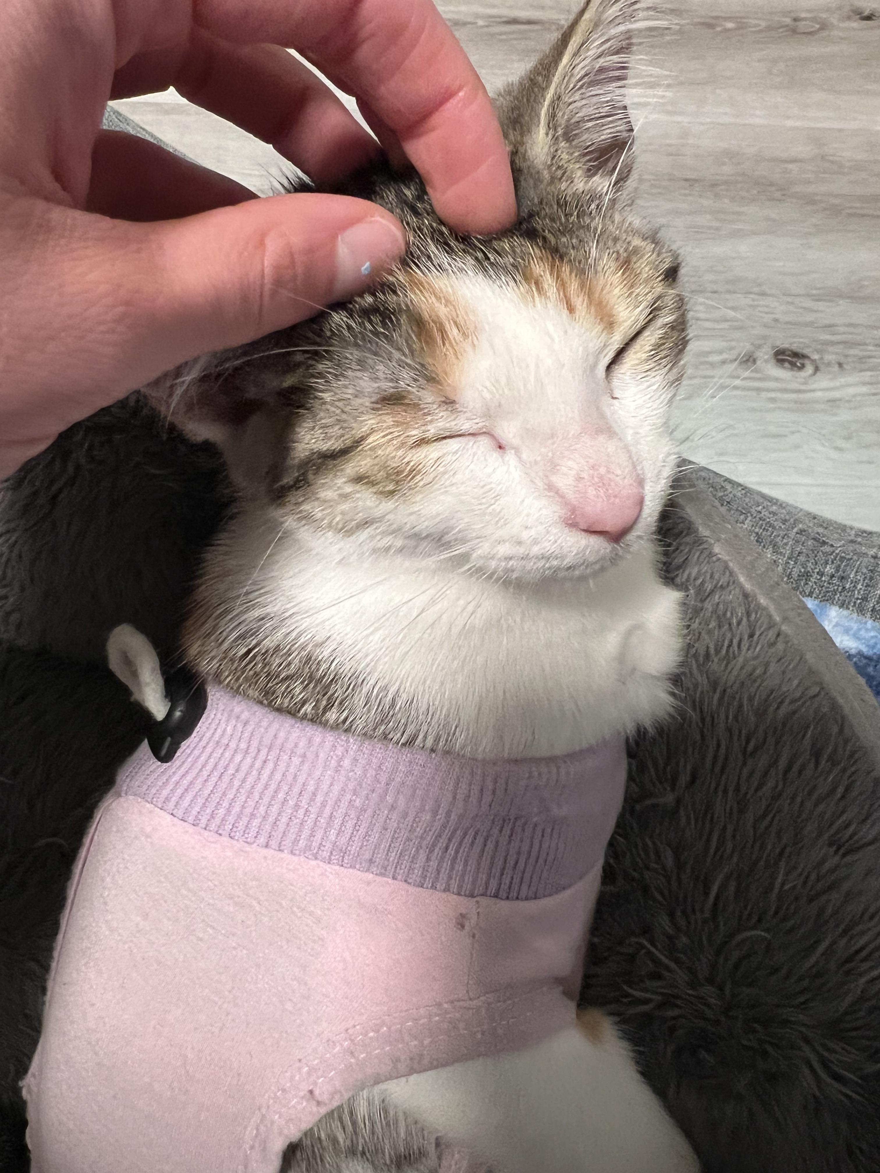 Enlarge Chai, a Adoptable Domestic Short Hair in San Luis Obispo, CA image 3/5