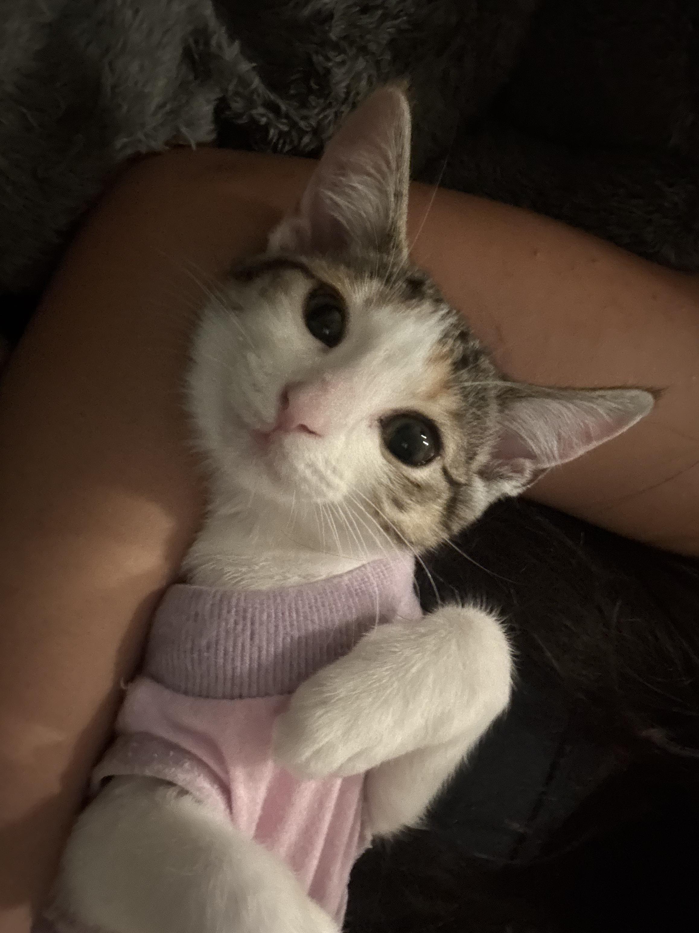 Enlarge Chai, a Adoptable Domestic Short Hair in San Luis Obispo, CA image 2/5