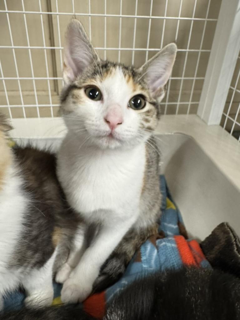 Enlarge Chai, a Adoptable Domestic Short Hair in San Luis Obispo, CA image 5/5