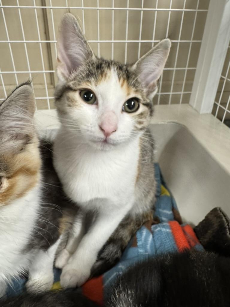 Chai, Adoptable, Kitten Female Domestic Short Hair.