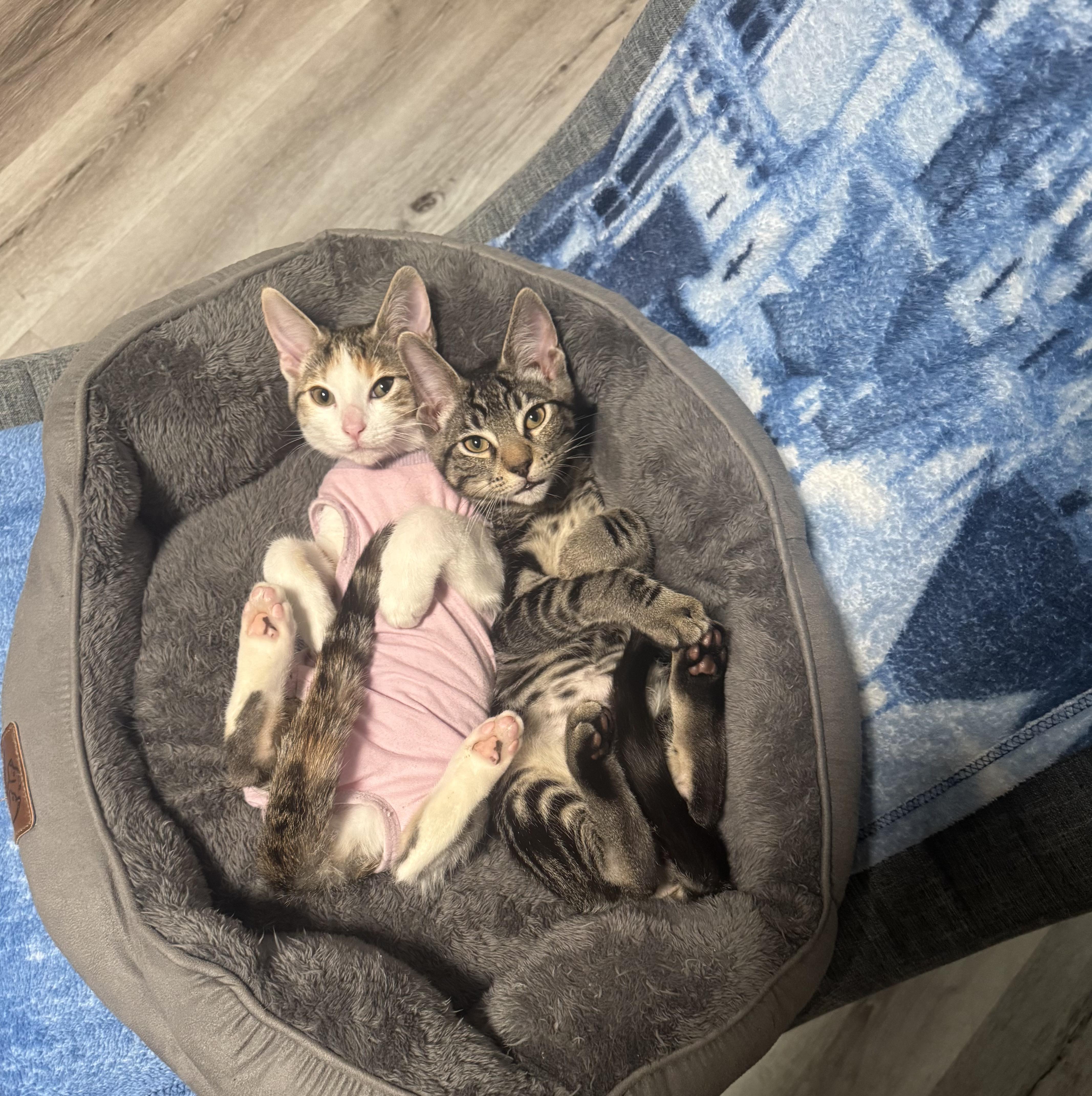 Enlarge Chai, a Adoptable Domestic Short Hair in San Luis Obispo, CA image 4/5