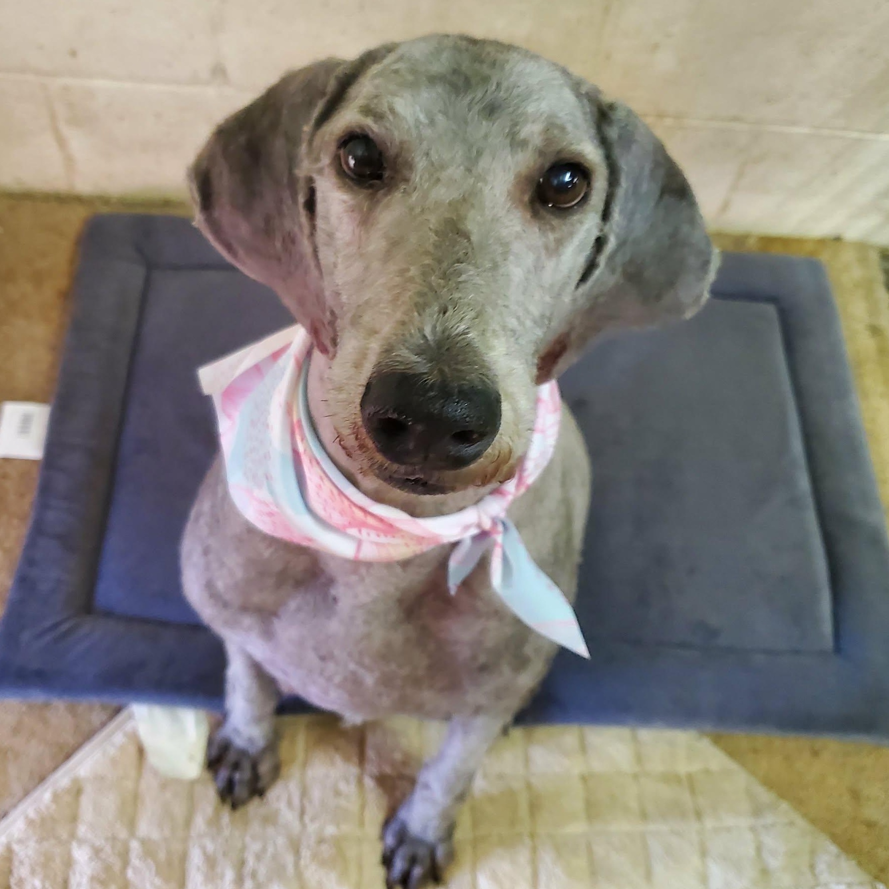 Enlarge Izzy, a Adoptable Poodle in Goshen, KY image 2/3
