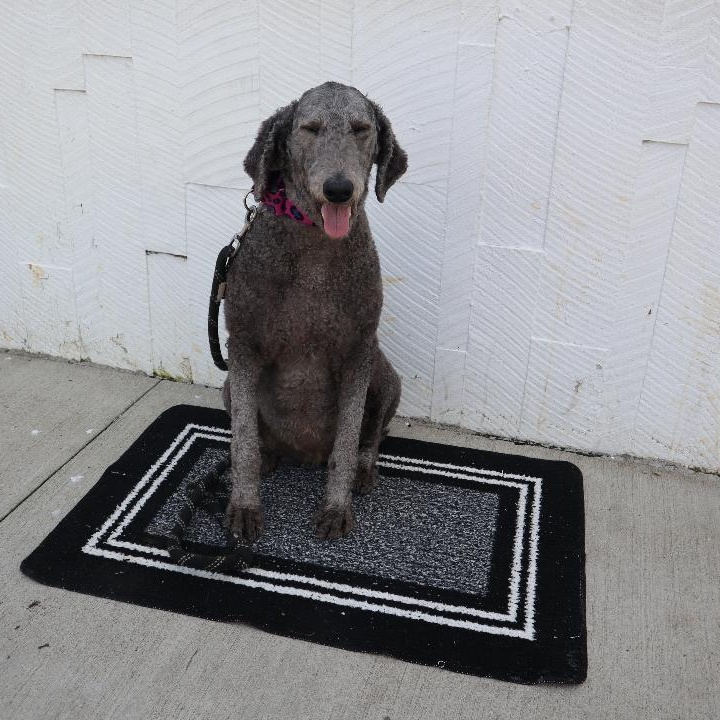 Enlarge Izzy, a Adoptable Poodle in Goshen, KY image 3/3