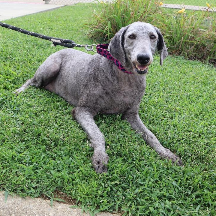 Izzy, Adoptable, Adult Female Poodle.