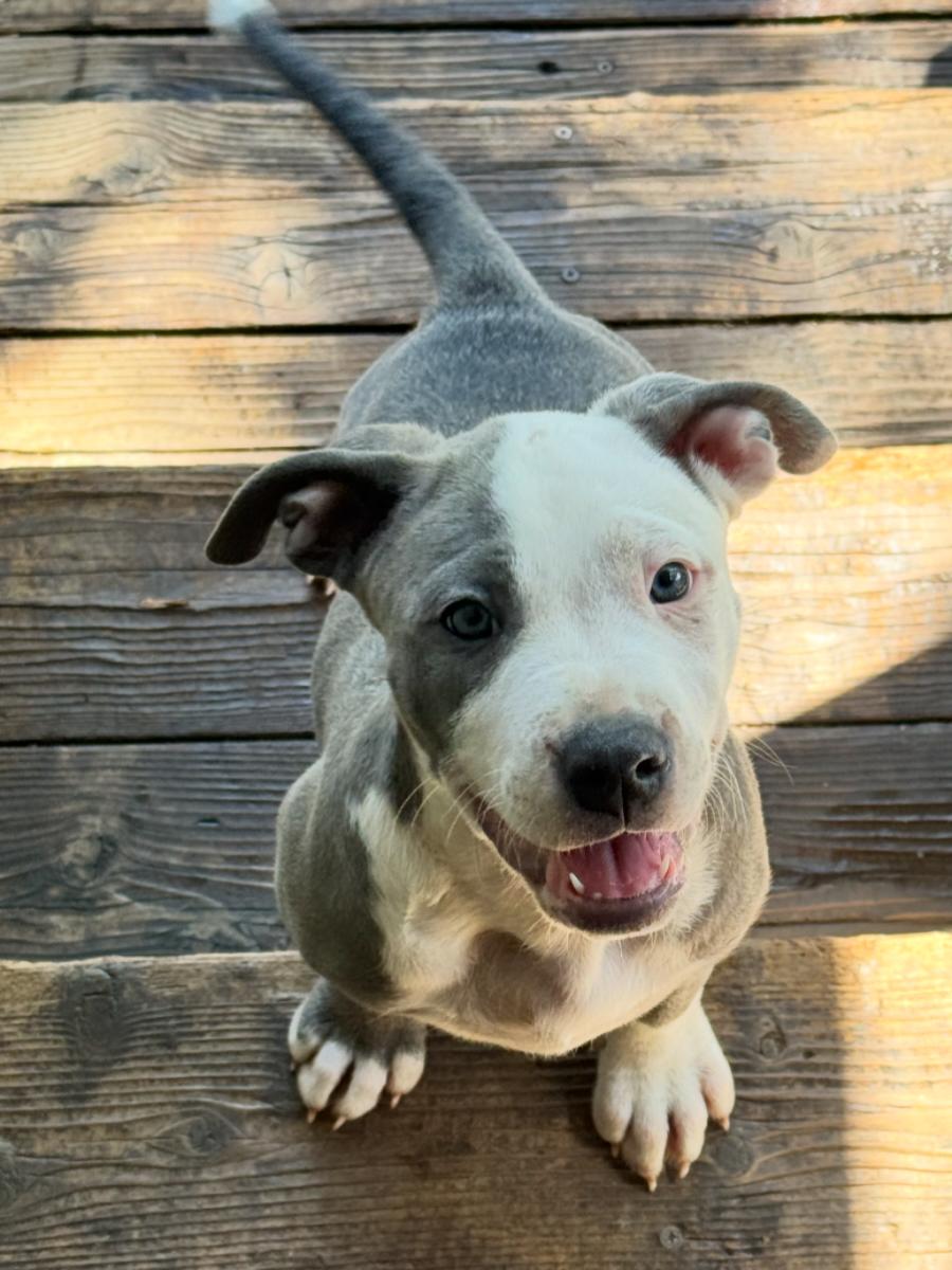 Tank, ADOPTABLE, Puppy Male Pit Bull Terrier.
