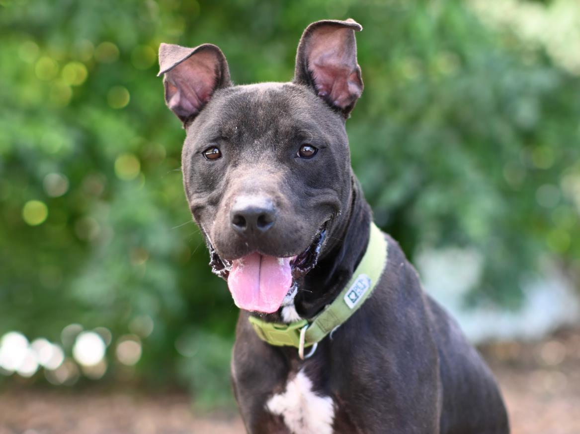 Enlarge SQUASH, a Adoptable Labrador Retriever in Tavares, FL image 1/1