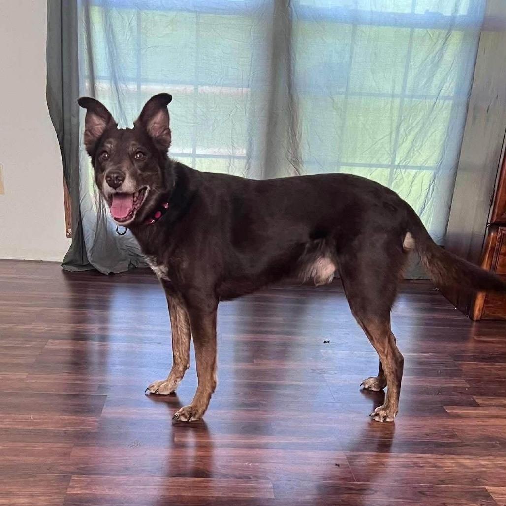 Enlarge Charlie Brown, a Adoptable mixed breed in Goodlettsville, TN image 4/6