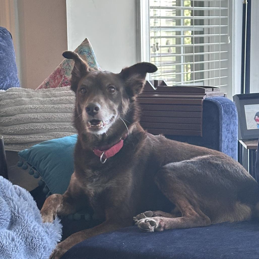 Enlarge Charlie Brown, a Adoptable mixed breed in Goodlettsville, TN image 5/6