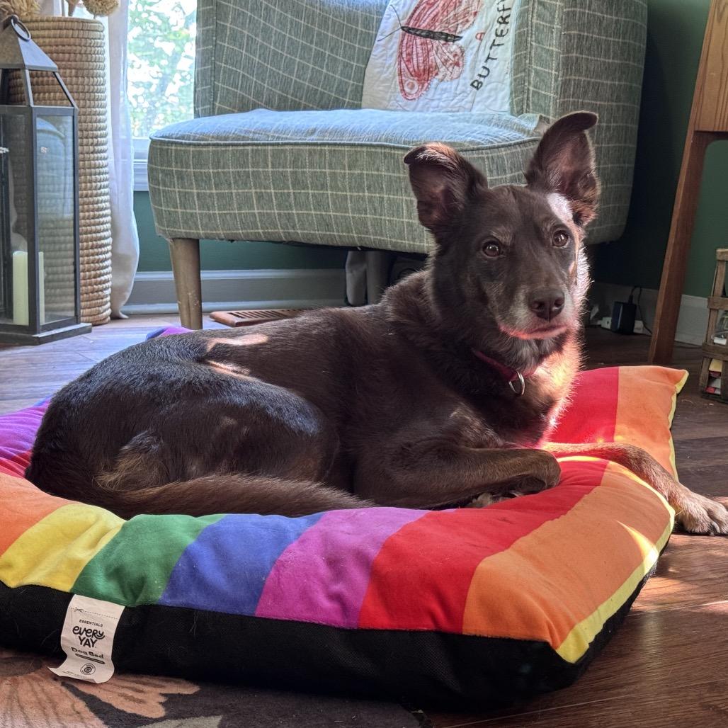 Enlarge Charlie Brown, a Adoptable mixed breed in Goodlettsville, TN image 6/6