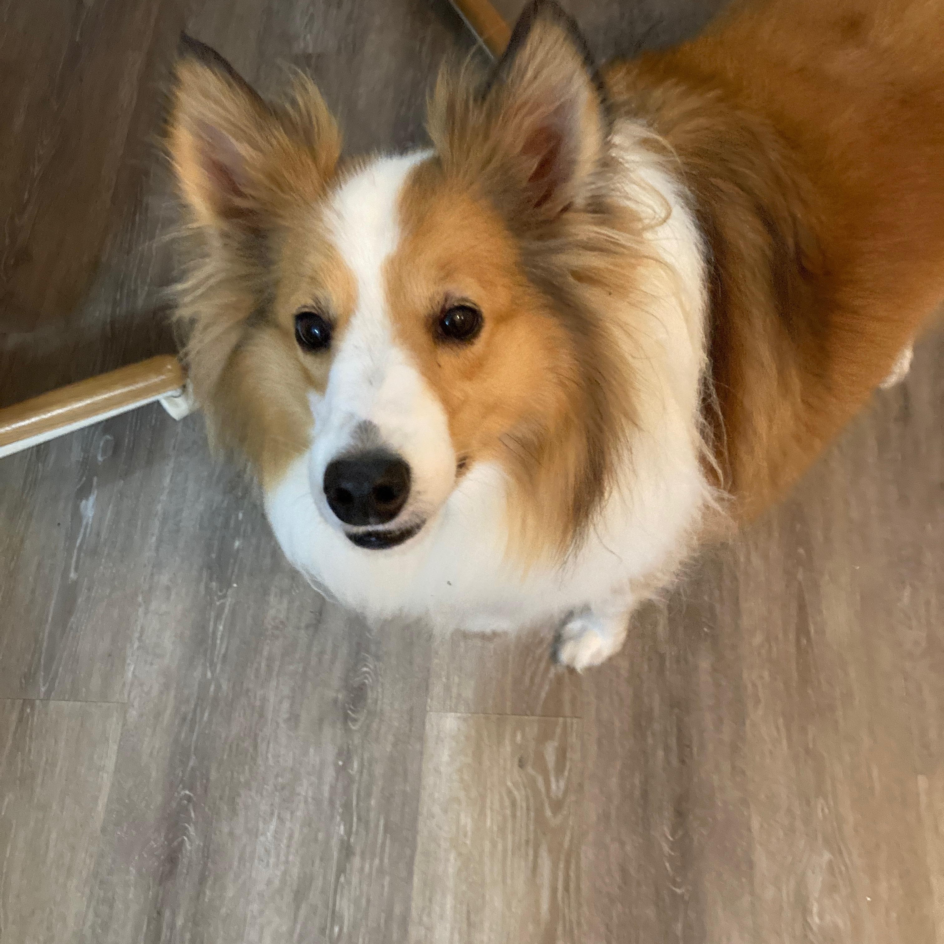 Enlarge Lucky, a ADOPTABLE Shetland Sheepdog / Sheltie in Palm Bay, FL image 2/5