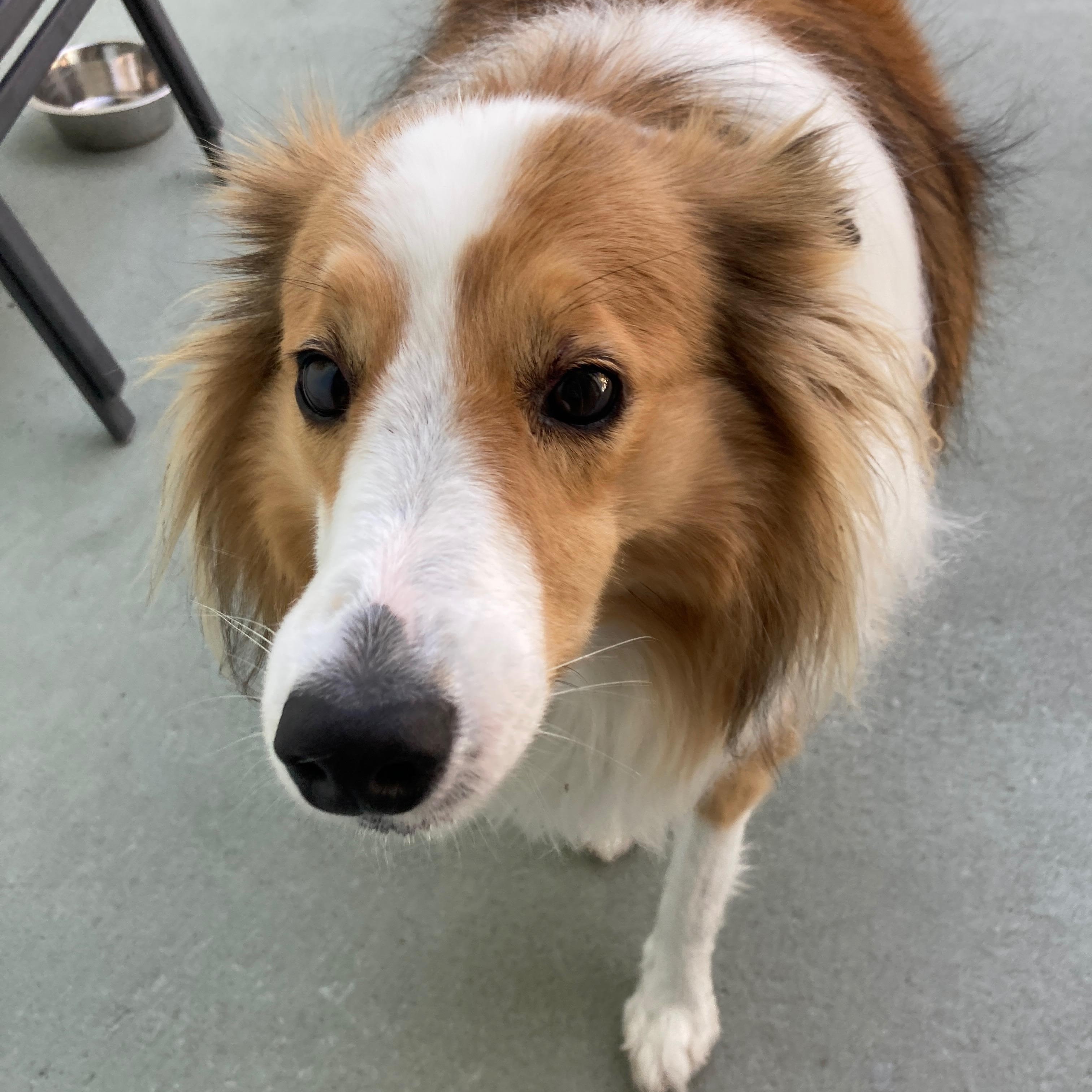 Enlarge Lucky, a ADOPTABLE Shetland Sheepdog / Sheltie in Palm Bay, FL image 4/5