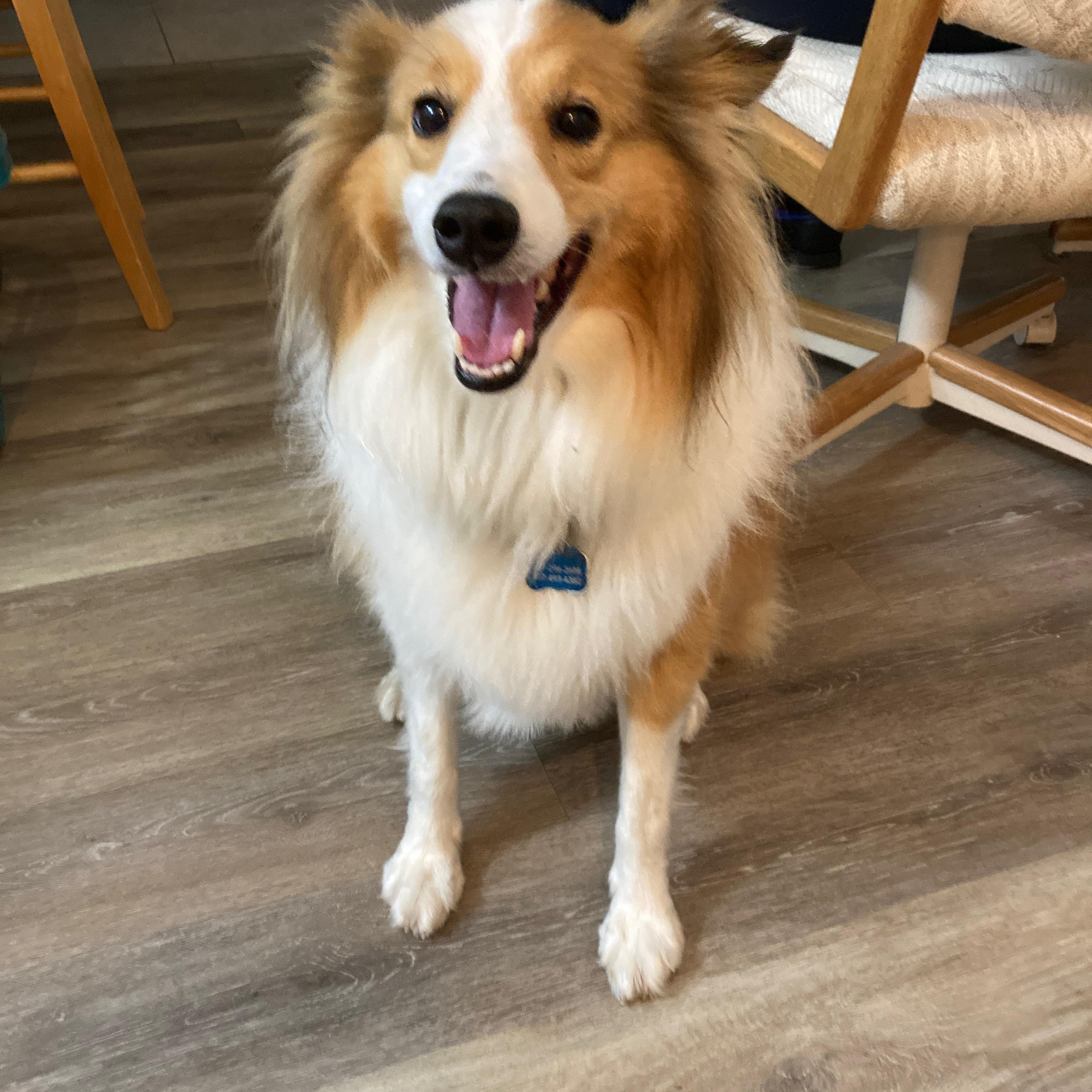 Enlarge Lucky, a ADOPTABLE Shetland Sheepdog / Sheltie in Palm Bay, FL image 1/5